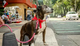 Lista de los mejores parques para pasear a tu perro en CDMX: ¿dónde están y cómo llegar fácilmente?