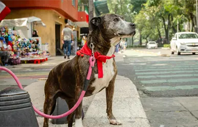 Lista de los mejores parques para pasear a tu perro en CDMX: ¿dónde están y cómo llegar fácilmente?