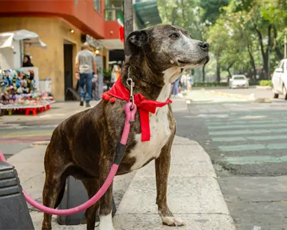 Lista de los mejores parques para pasear a tu perro en CDMX: ¿dónde están y cómo llegar fácilmente?