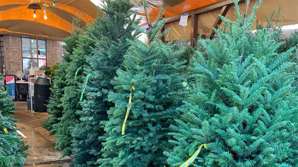 5 lugares para comprar tu árbol de Navidad natural en Reynosa