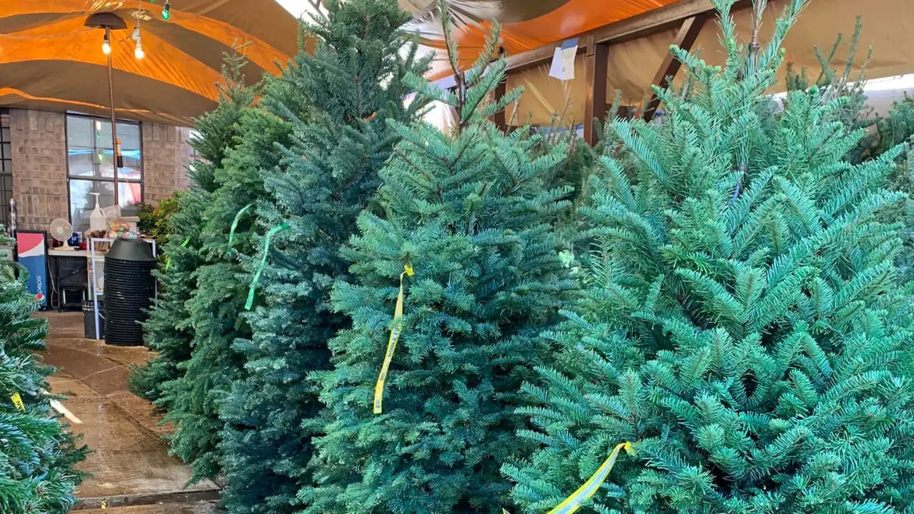 La época de la navidad ya llegó a Reynosa y con ella el aroma a pino, ¡qué esperas para ir por el tuyo! | Foto: FB La Casa del Pino