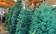 5 lugares para comprar tu árbol de Navidad natural en Reynosa