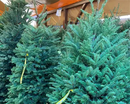 5 lugares para comprar tu árbol de Navidad natural en Reynosa