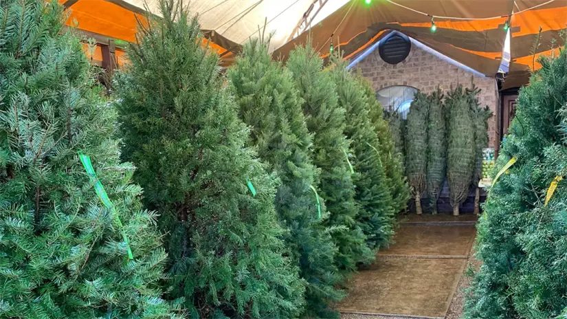 En la Casa del Pino podrás encontrar gran variedad de pinos y a un muy buen precio | Foto: FB La Casa del Pino