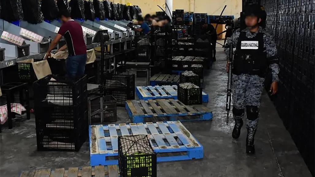 Plan Michoacán: Operativos logran arresto de 8 criminales, aseguramiento de armas y vehículos