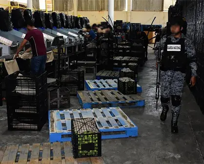 Plan Michoacán: Operativos logran arresto de 8 criminales, aseguramiento de armas y vehículos