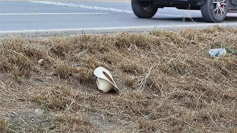 La persona atropellada sin identificar aún portaba sombrero, llevaba consigo tortillas y agua | Foto: FGJ