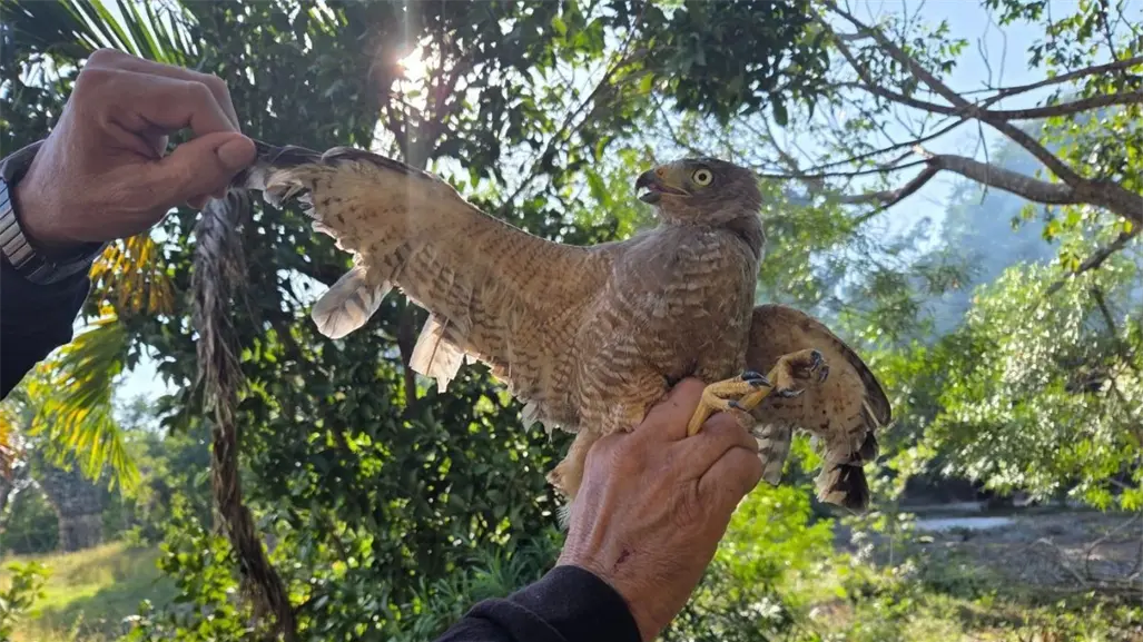 Rescatan en Yucatán a un ejemplar de aguililla caminera con las plumas de las alas cortadas