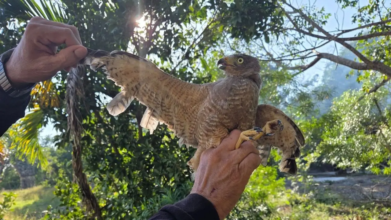 Aspecto del  ejemplar de aguililla caminera que fue rescatada en Yucatán y entregada a la Unidad de Manejo Proyecto Santa María para su atención.- Fuente Proyecto Santa María