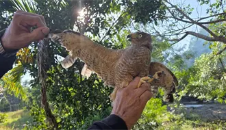 Rescatan en Yucatán a un ejemplar de aguililla caminera con las plumas de las alas cortadas
