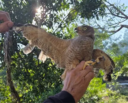 Rescatan en Yucatán a un ejemplar de aguililla caminera con las plumas de las alas cortadas