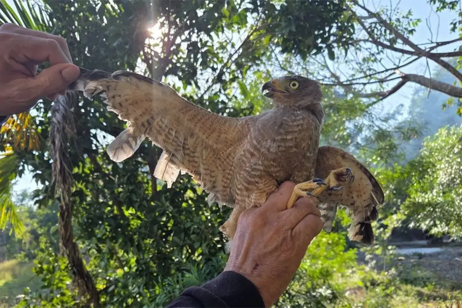 Rescatan en Yucatán a un ejemplar de aguililla caminera con las plumas de las alas cortadas