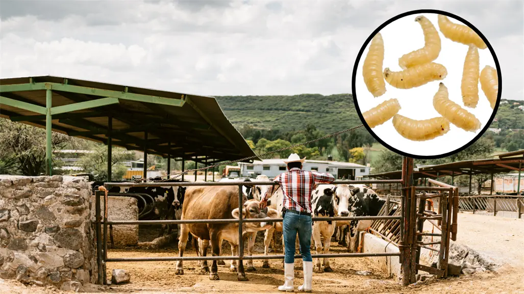 Coahuila lanza alerta por gusano barrenador; así se suma al protocolo nacional