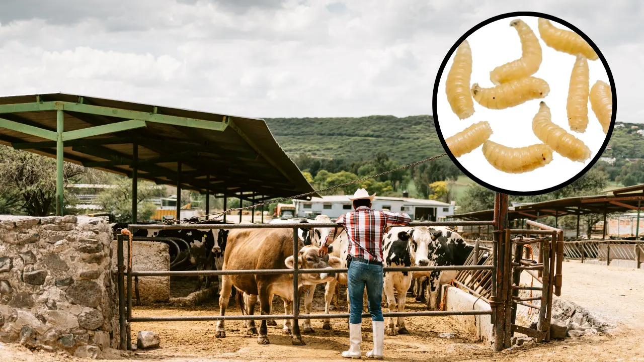 México es un proveedor clave para el mercado estadounidense, enviando más de un millón de cabezas de ganado por año, de ahí la urgencia atender la plaga./Foto: Canva/ Hospital Ángeles