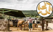 Coahuila lanza alerta por gusano barrenador; así se suma al protocolo nacional Coahuila lanza alerta por gusano barrenador; así se suma al protocolo nacional