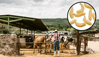 Coahuila lanza alerta por gusano barrenador; así se suma al protocolo nacional