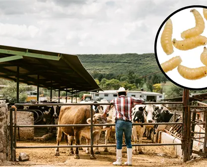 Coahuila lanza alerta por gusano barrenador; así se suma al protocolo nacional