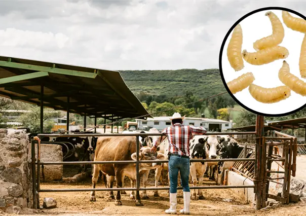 Coahuila lanza alerta por gusano barrenador; así se suma al protocolo nacional