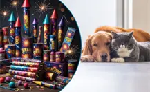 ¿Cómo afecta la pirotecnia a tus mascotas del hogar en Nuevo León?