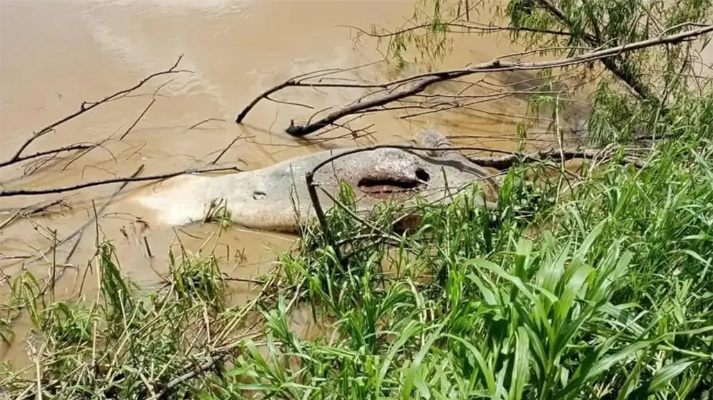 Hallan muerto a un manatí en el río Grijalva en Villahermosa