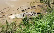 Hallan muerto a un manatí en el río Grijalva en Villahermosa