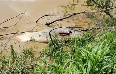 Hallan muerto a un manatí en el río Grijalva en Villahermosa