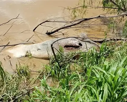 Hallan muerto a un manatí en el río Grijalva en Villahermosa