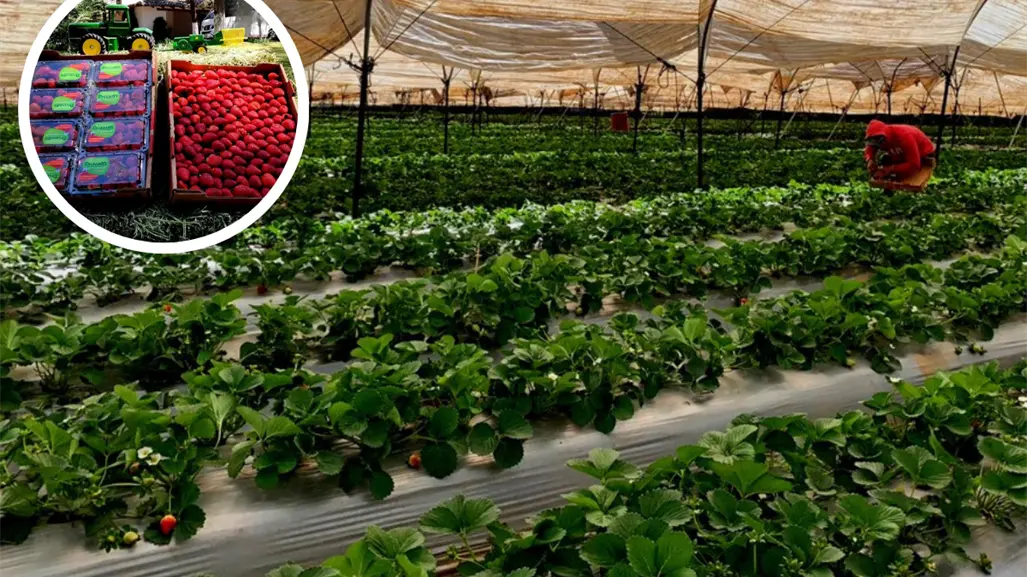 Festival de la Fresa de Tapalpa 2025, ¿qué podrás disfrutar durante 3 días?