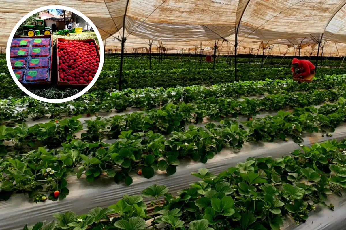 Festival de la Fresa de Tapalpa 2025, ¿qué podrás disfrutar durante 3 días?. Foto: Festival de la Fresa Tepalpa | Canva