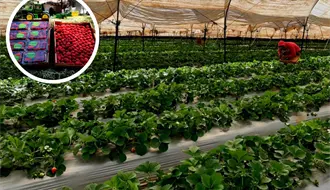 Festival de la Fresa de Tapalpa 2025, ¿qué podrás disfrutar durante 3 días?