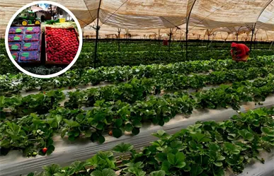 Festival de la Fresa de Tapalpan 2025, ¿qué podrás disfrutar durante 3 días?