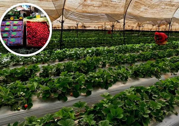 Festival de la Fresa de Tapalpa 2025, ¿qué podrás disfrutar durante 3 días?