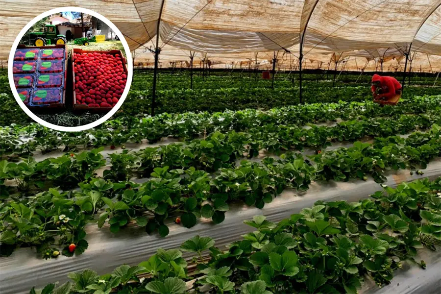 Festival de la Fresa de Tapalpan 2025, ¿qué podrás disfrutar durante 3 días?