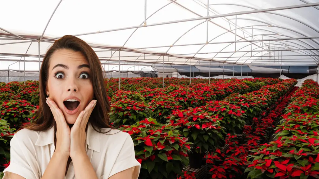 Festival de la Nochebuena en Morelos 2025: ¿qué habrá y cuándo será?