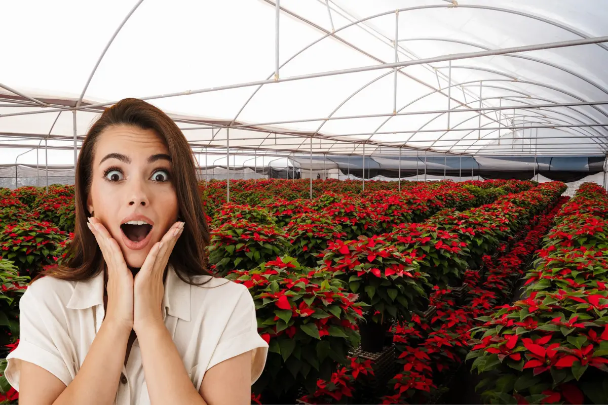 Festival de la Nochebuena en Morelos 2025: ¿qué habrá y cuándo será?. Foto: Desarrollo Sustentable Morelos | Canva