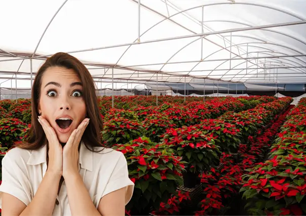 Festival de la Nochebuena en Morelos 2025: ¿qué habrá y cuándo será?