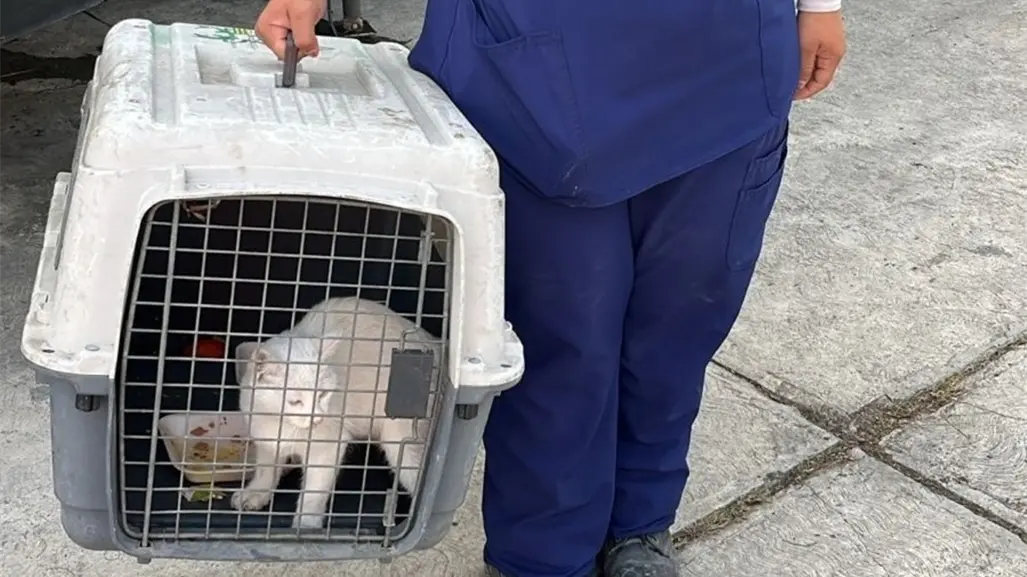 Gatito atrapado en zona de riesgo es rescatado en Guadalupe