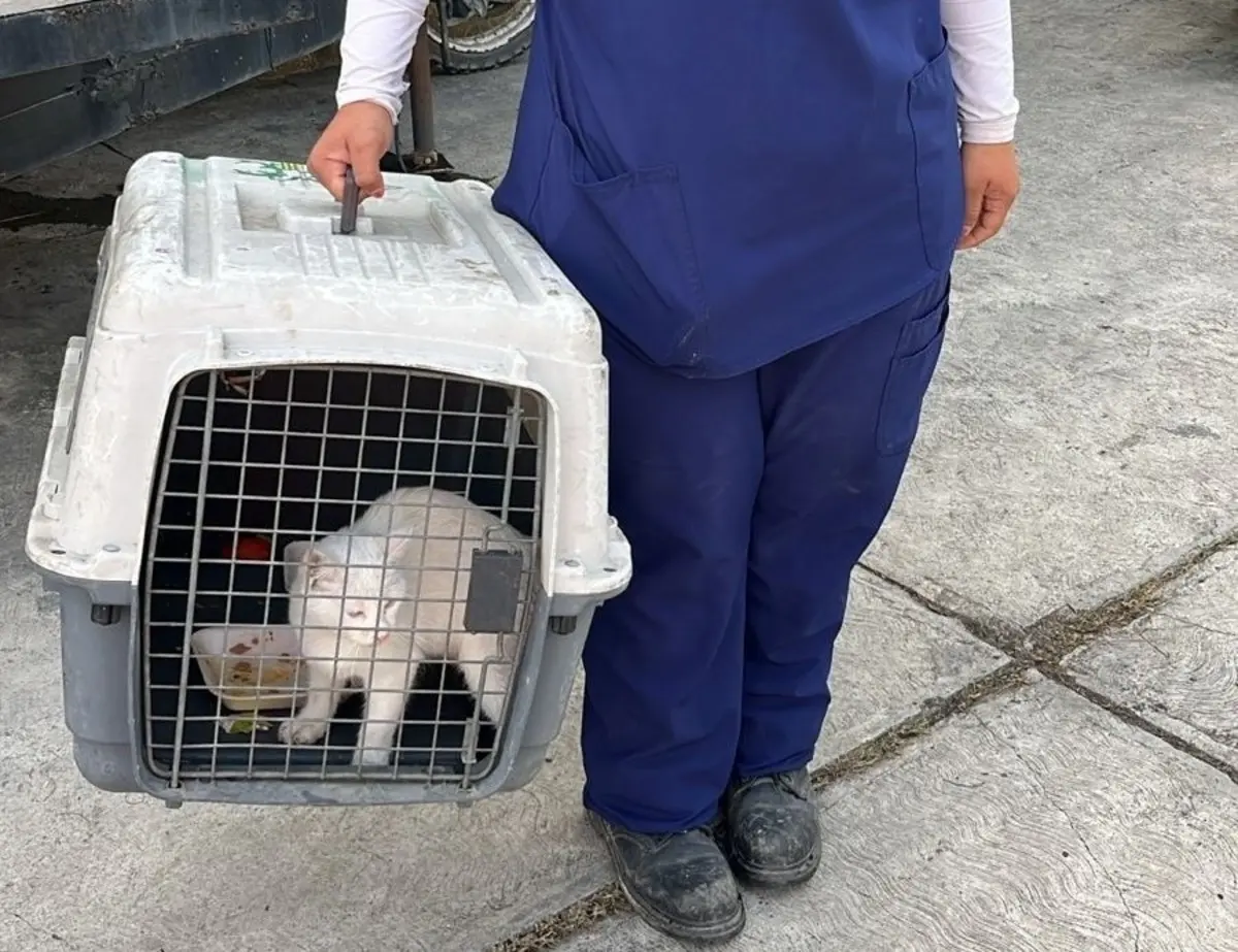 El animal, de color blanco y tamaño mediano, se encontraba sobre un poste de madera cuya altura lo dejaba expuesto a un posible accidente. Foto: Protección Civil de Guadalupe.