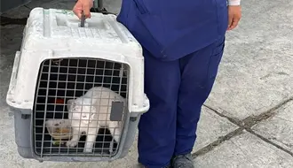 Gatito atrapado en zona de riesgo es rescatado en Guadalupe