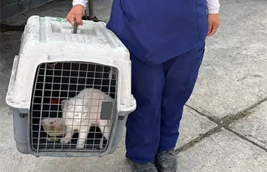 Gatito atrapado en zona de riesgo es rescatado en Guadalupe