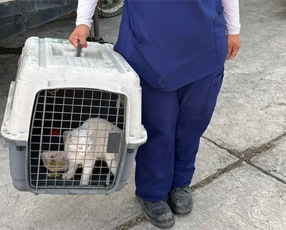 Gatito atrapado en zona de riesgo es rescatado en Guadalupe