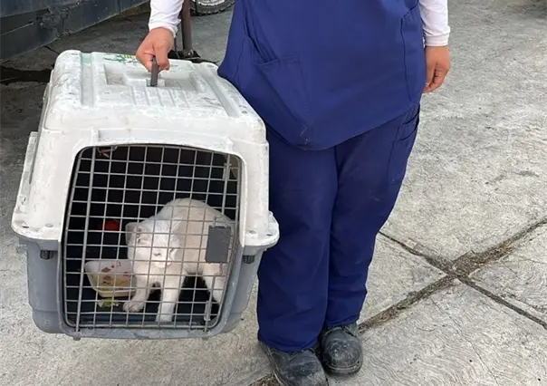 Gatito atrapado en zona de riesgo es rescatado en Guadalupe