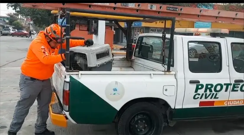 imagen recuadro El gatito fue trasladado a un lugar donde pueda recibir ayuda especializada. Foto: Protección Civil de Guadalupe.