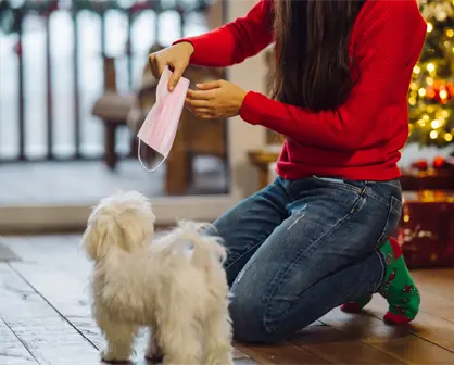 ¿Edomex prohíbe regalar mascotas en Navidad? Esto sabemos sobre la norma de protección animal