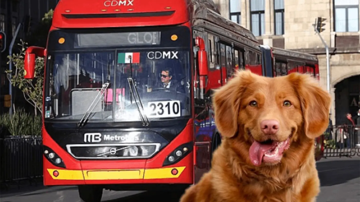 Metrobús de CDMX y mascota. Foto: X @MetrobusCDMX y animal rest.com | Canva