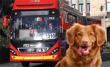 Requisitos para transportar mascotas en el Metrobús de CDMX sin ningún inconveniente Requisitos para transportar mascotas en el Metrobús de CDMX sin ningún inconveniente