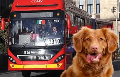 Requisitos para transportar mascotas en el Metrobús de CDMX sin ningún inconveniente