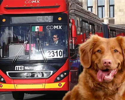 Requisitos para transportar mascotas en el Metrobús de CDMX sin ningún inconveniente