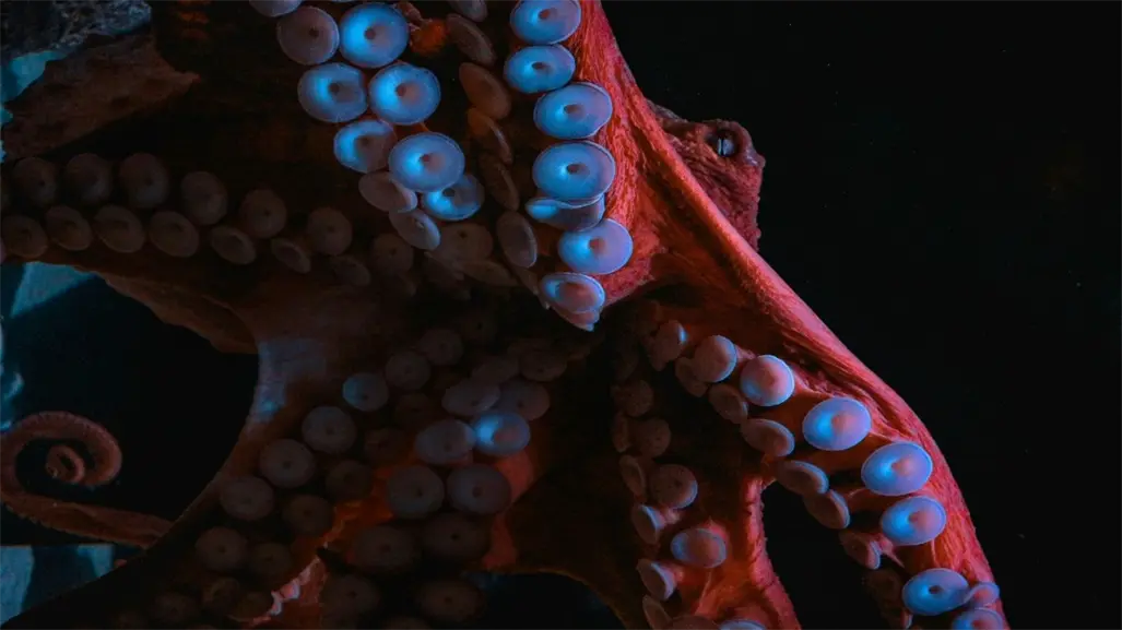 Autorizan elevar cuota de captura de pulpo en Yucatán: ¿Cuál será el impacto?