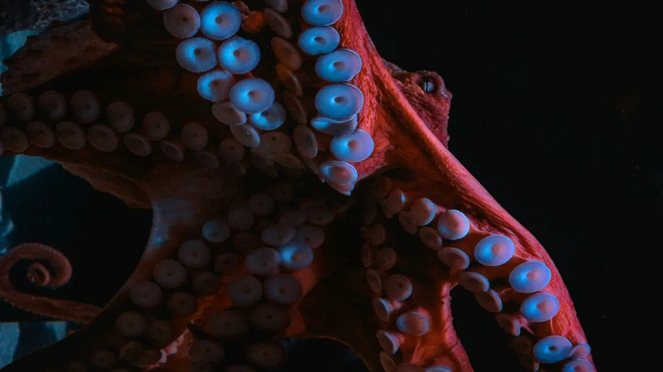 Según datos de Conapesca, la captura acumulada de pulpo alcanzó 24,139 toneladas. Foto: Unsplash